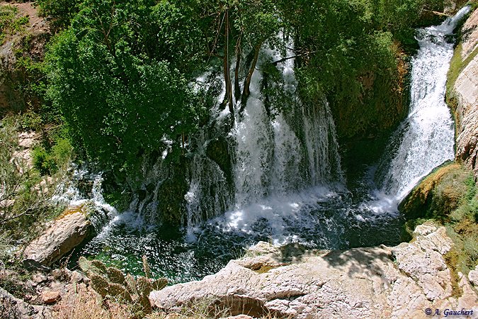 Tree Waterfall